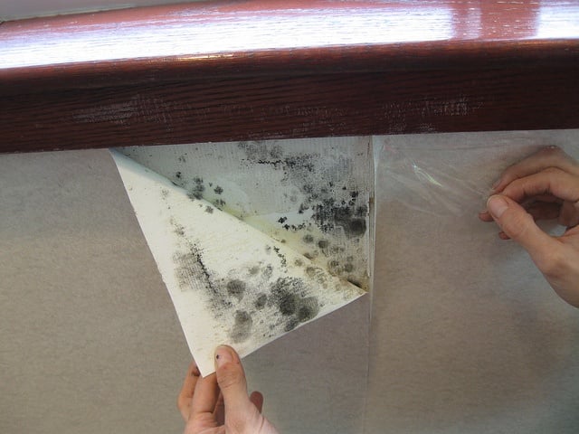3 Tips To Protect Your Home From Mold